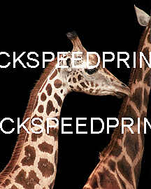 MY STOCKPORT AND OTHER ANIMALS MY STOCKPORT AND OTHER ANIMALS