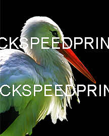 MY STOCKPORT AND OTHER ANIMALS